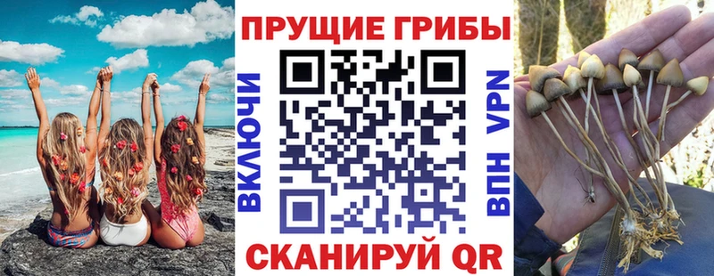 гидра онион  Сергач  Псилоцибиновые грибы Psilocybine cubensis 